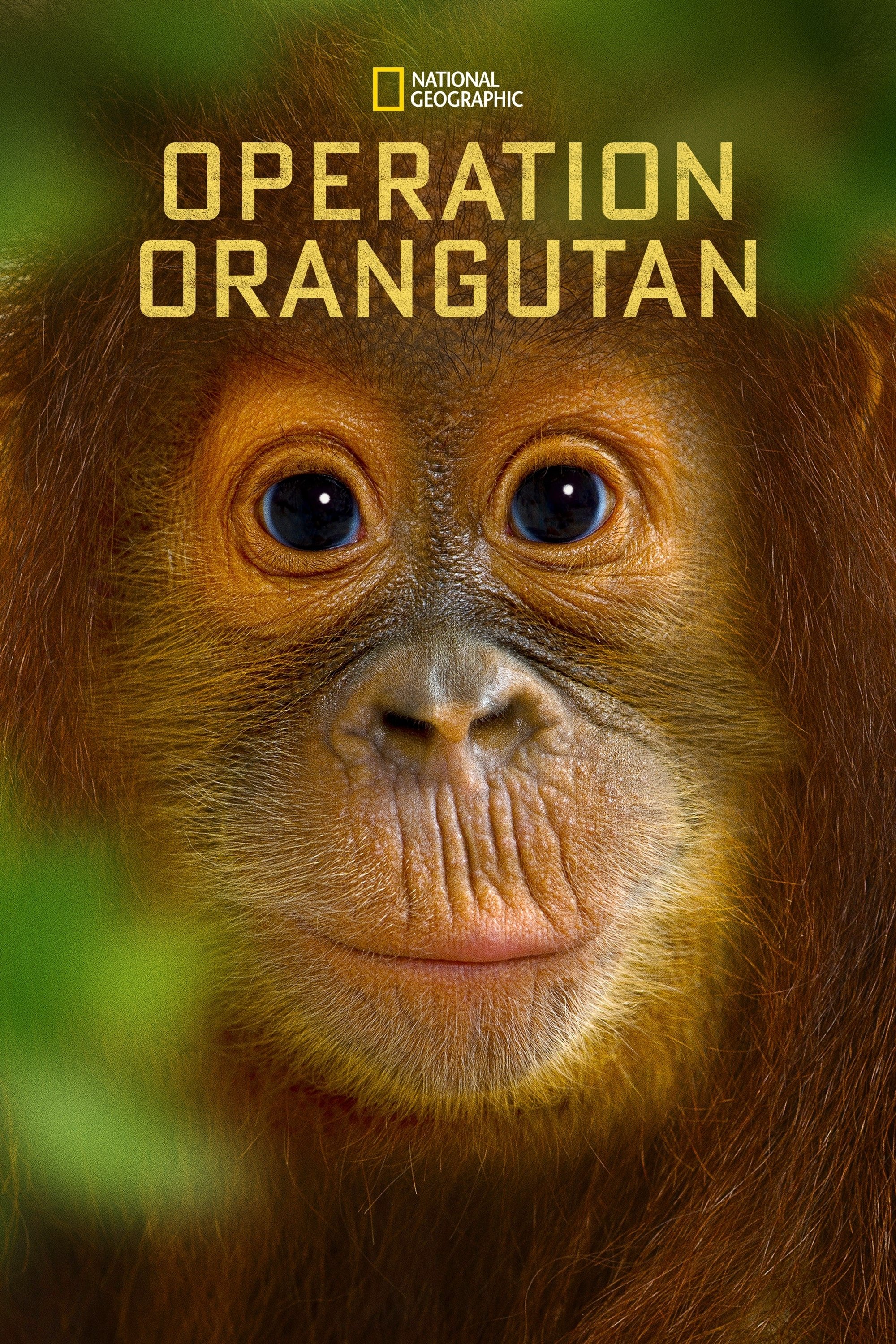 Постер Orankipelastus